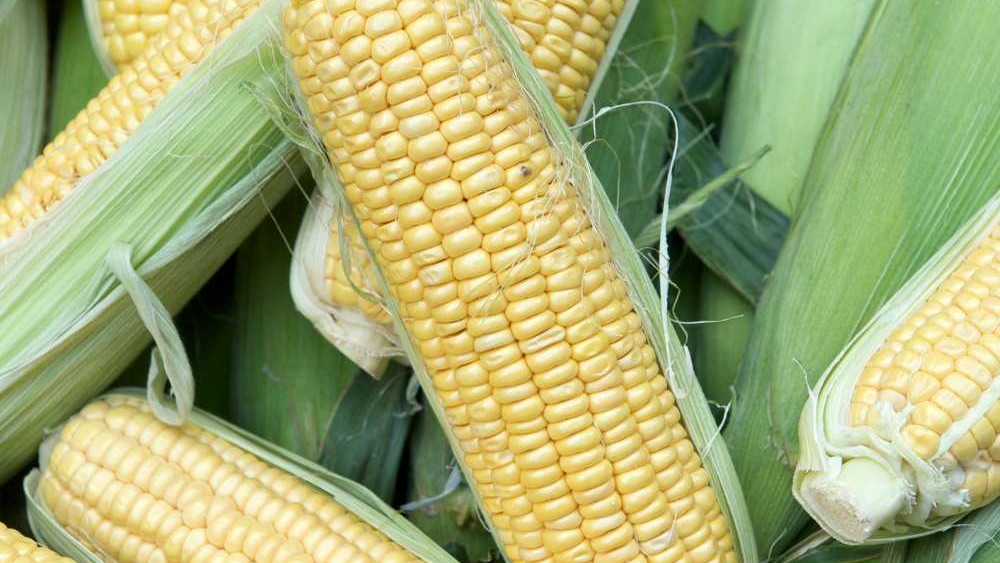 maiz dulce de aleman.jpg